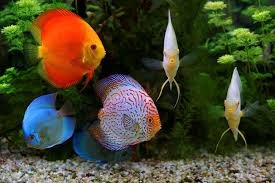 Fresh Aquarium Fish